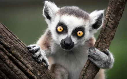 HD desktop wallpaper featuring a close-up of a lemur gripping tree branches with bright yellow eyes against a blurred green background.