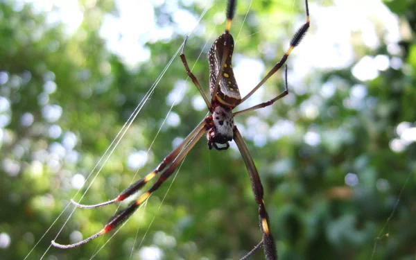 bokeh spider Animal golden silk orb-weaver spider HD Desktop Wallpaper | Background Image