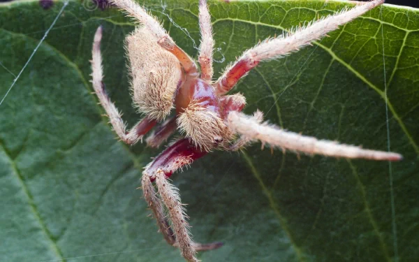 Animal spider HD Desktop Wallpaper | Background Image