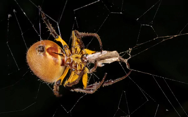 Animal spider HD Desktop Wallpaper | Background Image