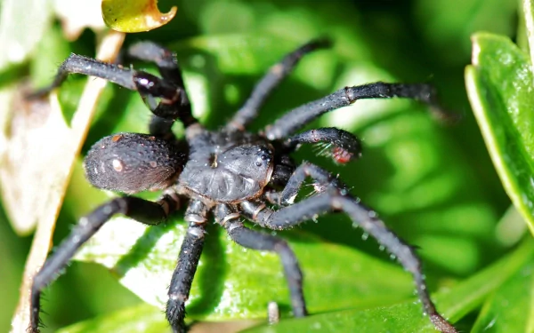 Animal spider HD Desktop Wallpaper | Background Image
