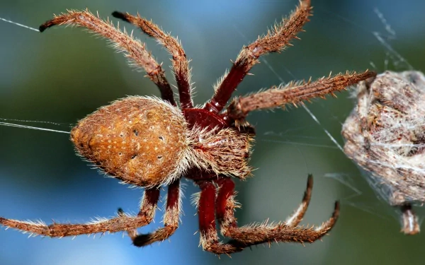 orb-weaver spider Animal spider HD Desktop Wallpaper | Background Image