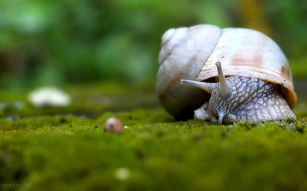 Animal snail HD Desktop Wallpaper | Background Image
