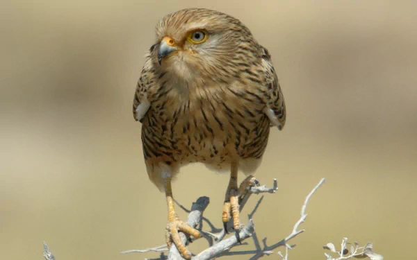 A striking falcon perched on a branch, showcasing intricate feather patterns against a blurred background, captured in vibrant 4K Ultra HD quality.