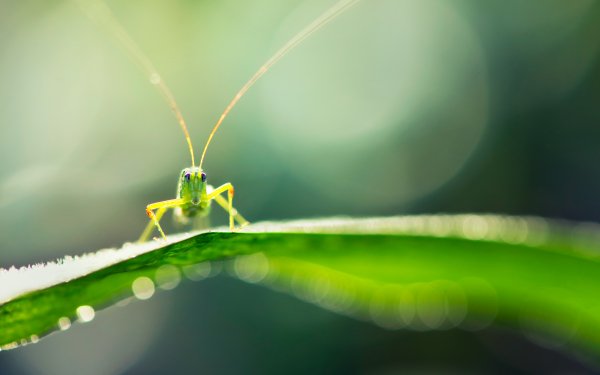 Animal Grasshopper HD Wallpaper | Background Image