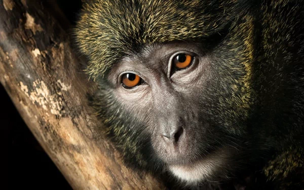 A close-up of a monkey with striking amber eyes, perched on a branch. This HD image serves as a captivating desktop wallpaper and background, showcasing the animal's detailed features.