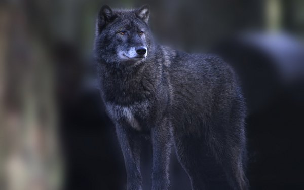 Animal Wolf Wolves HD Wallpaper | Background Image