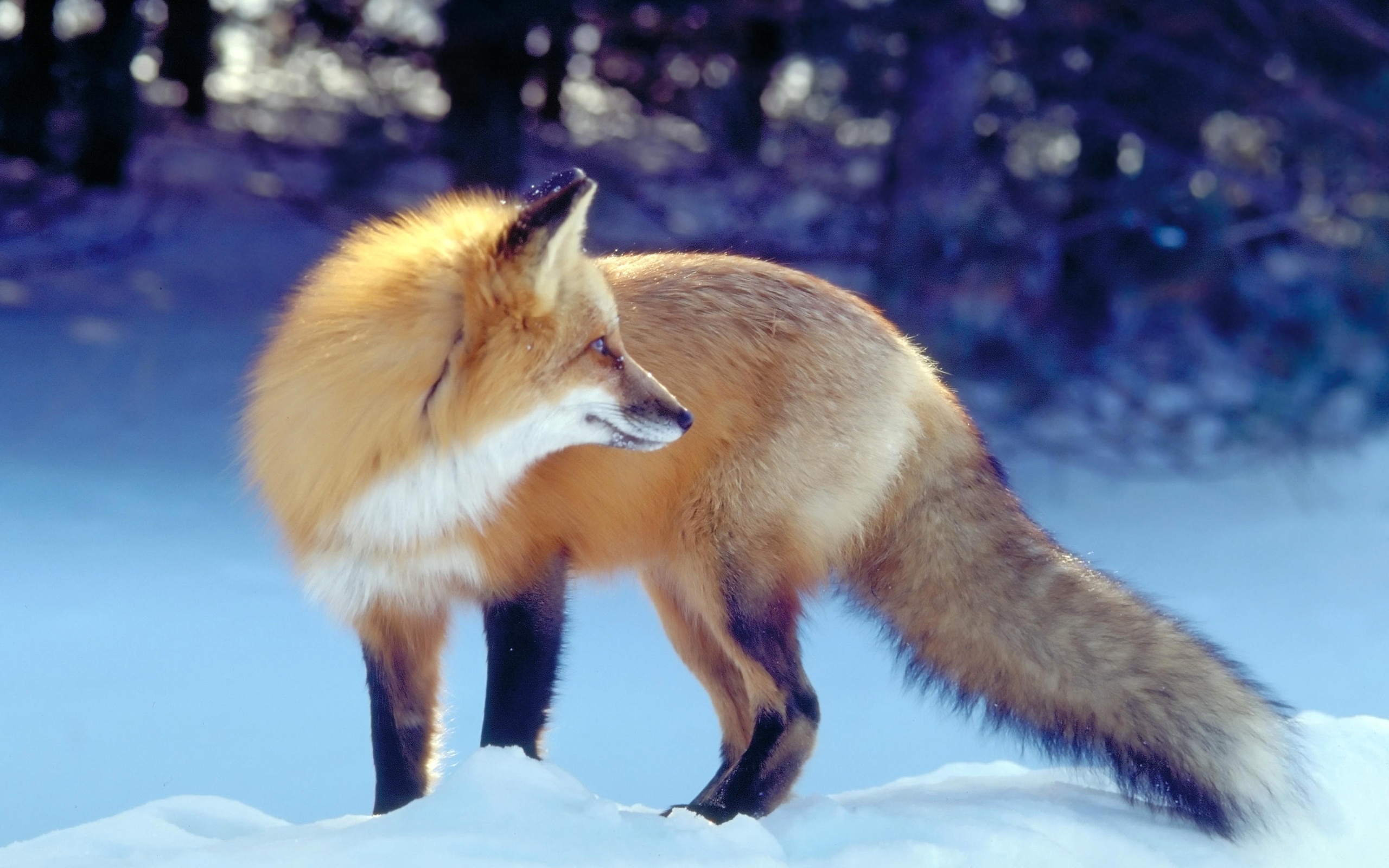 Download Animal Fox HD Wallpaper