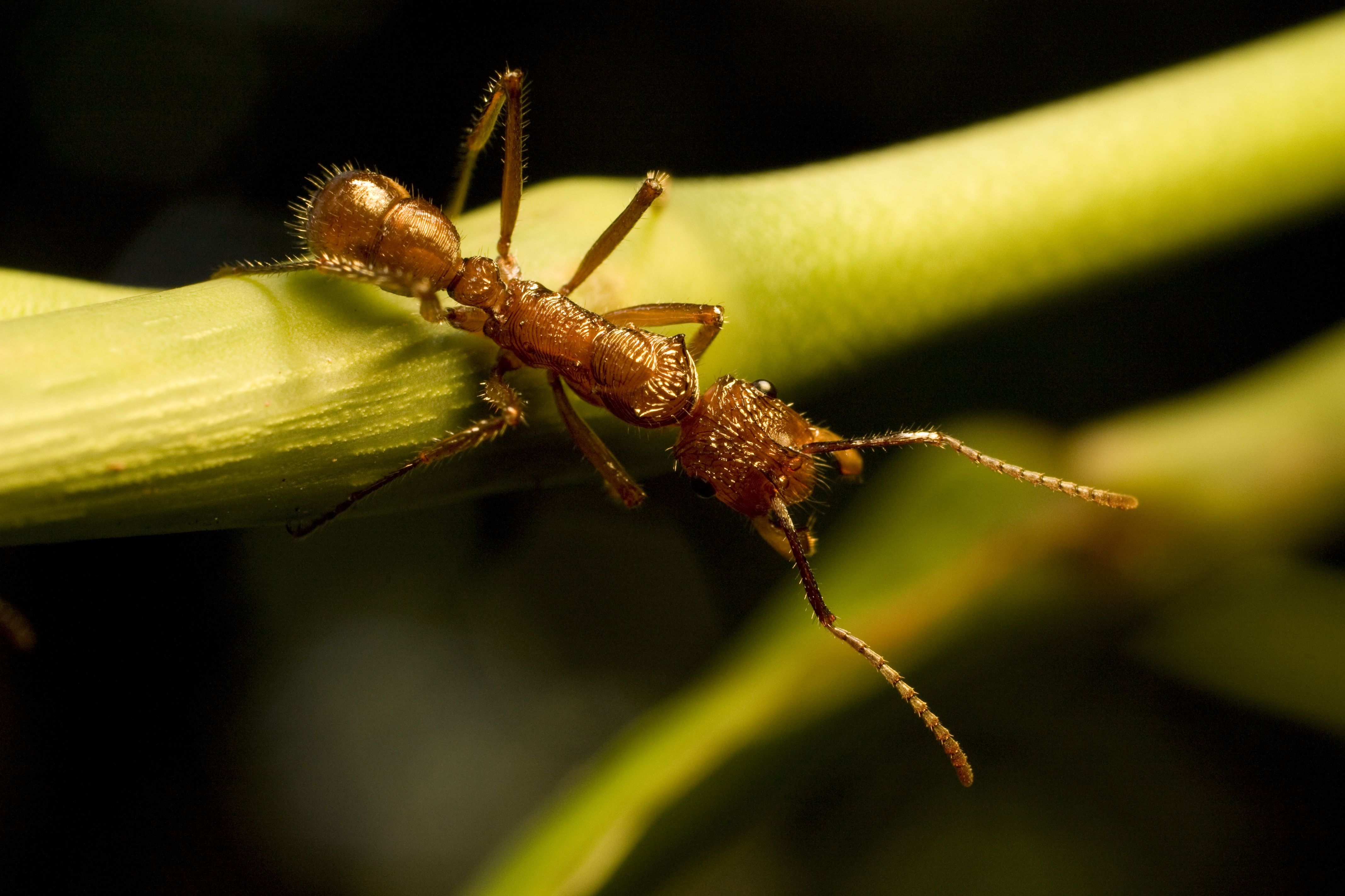 Download Animal Ant 4k Ultra HD Wallpaper