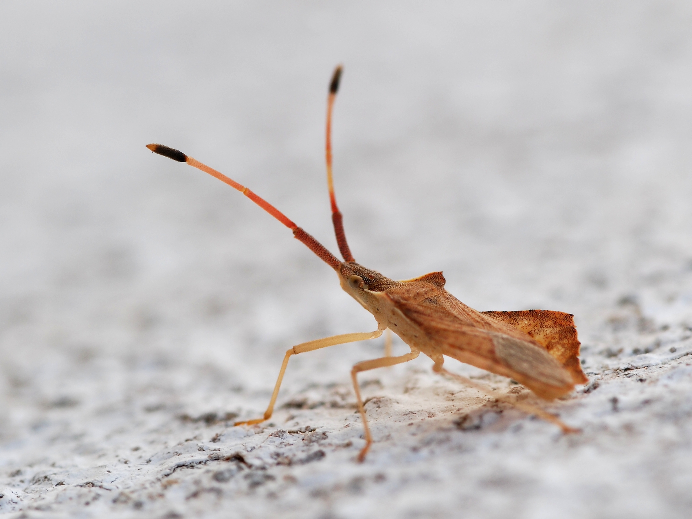 Download Animal Insect HD Wallpaper