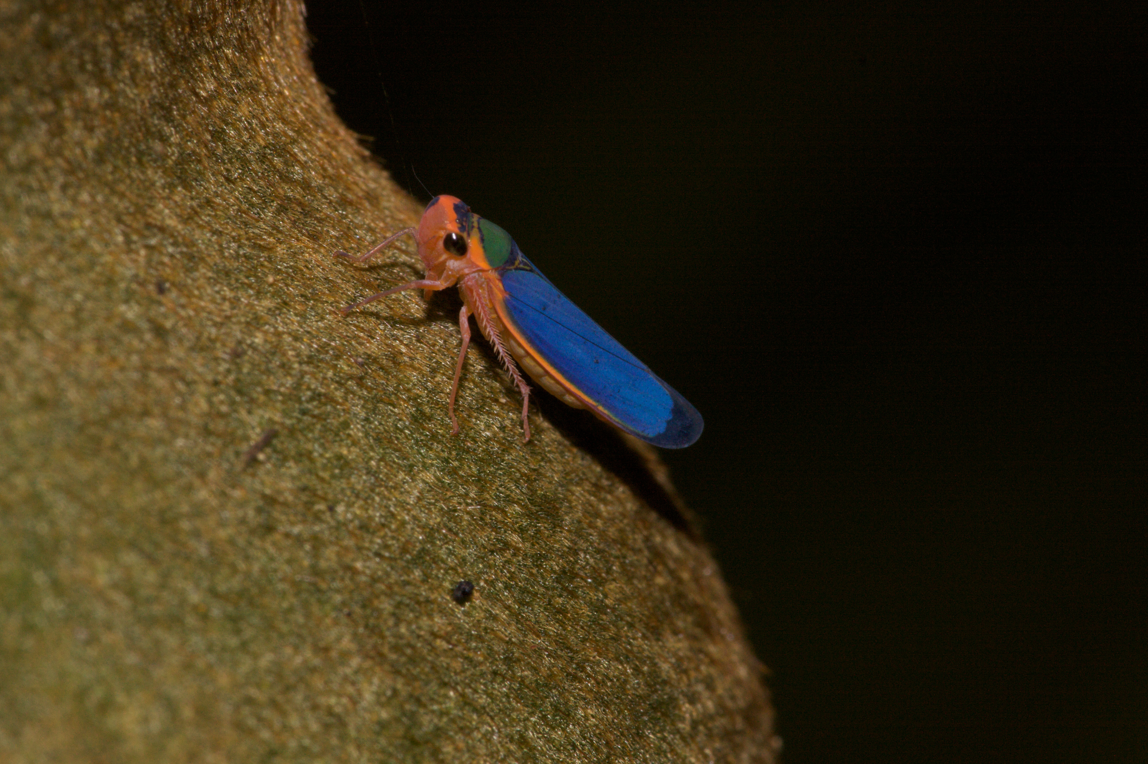Download Animal Insect 4k Ultra HD Wallpaper