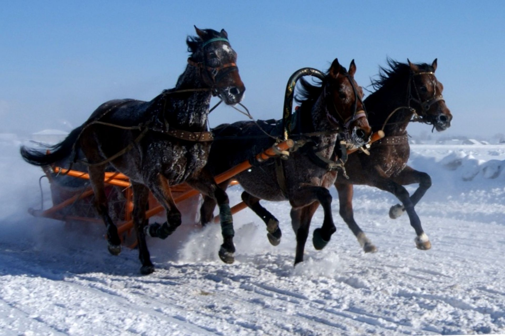 A dynamic scene of three powerful horses pulling a sled through a snowy landscape, capturing the spirit of winter. This HD desktop wallpaper showcases the beauty of nature and animals.