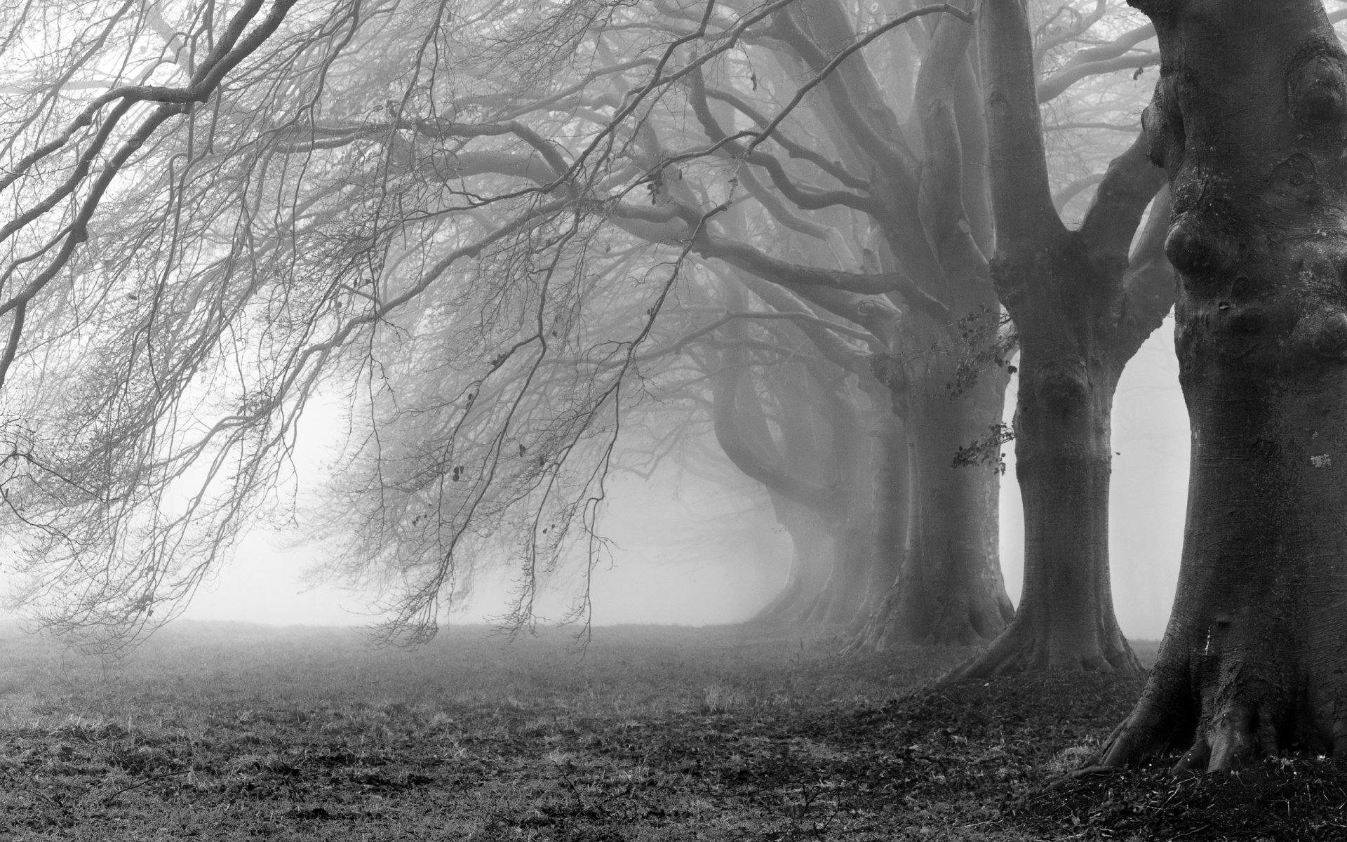 Download Halloween Fog Nature Forest HD Wallpaper