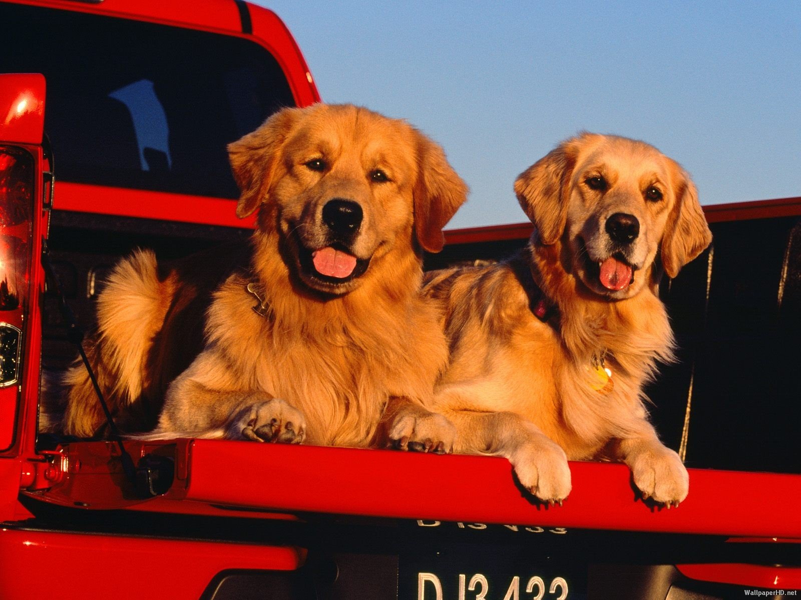 HD PC desktop wallpaper featuring two golden retriever dogs sitting side by side in the back of a red truck, with a clear blue sky in the background.