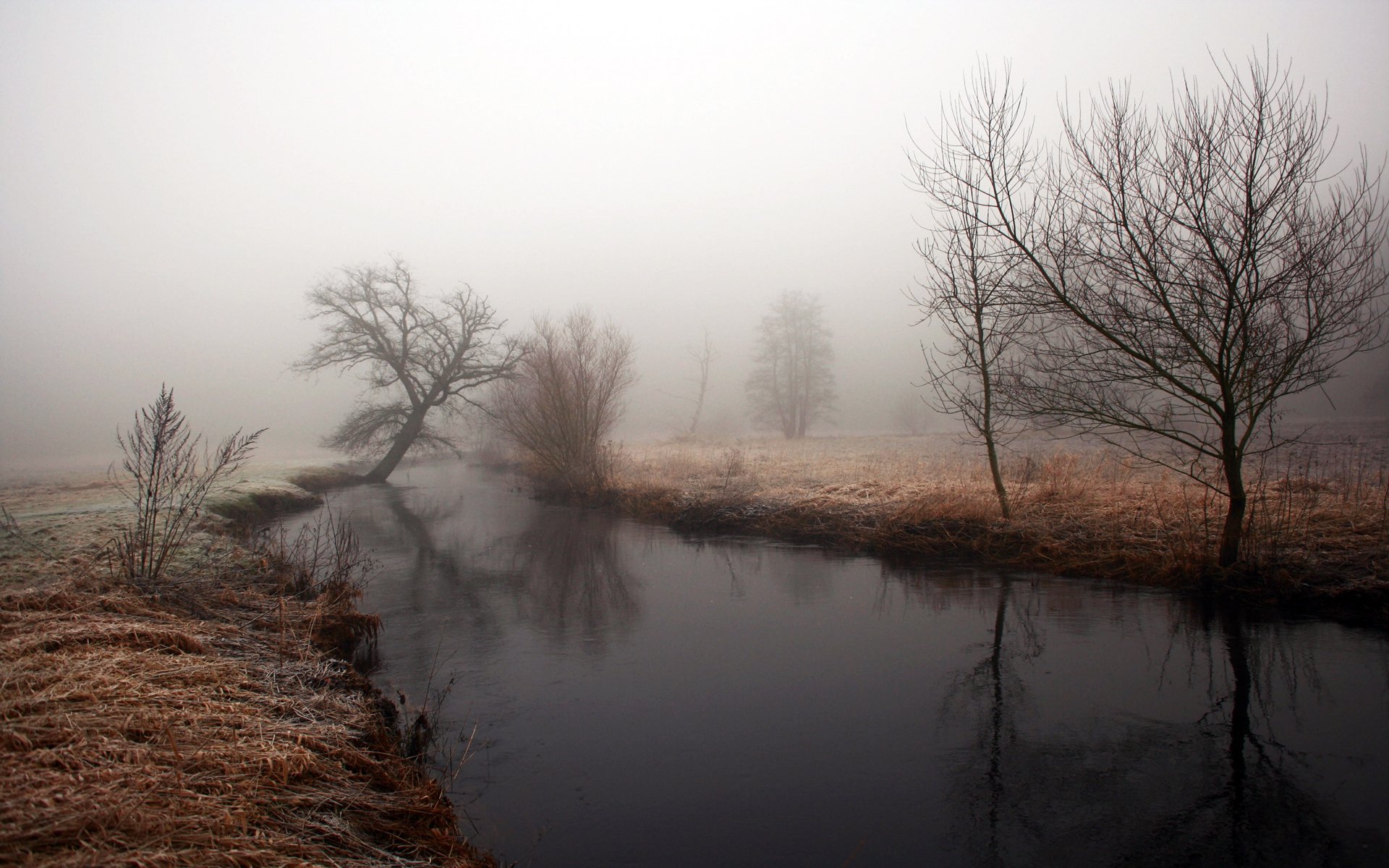 Download Nature Fog HD Wallpaper | 1920x1200 | Wallpaper Abyss