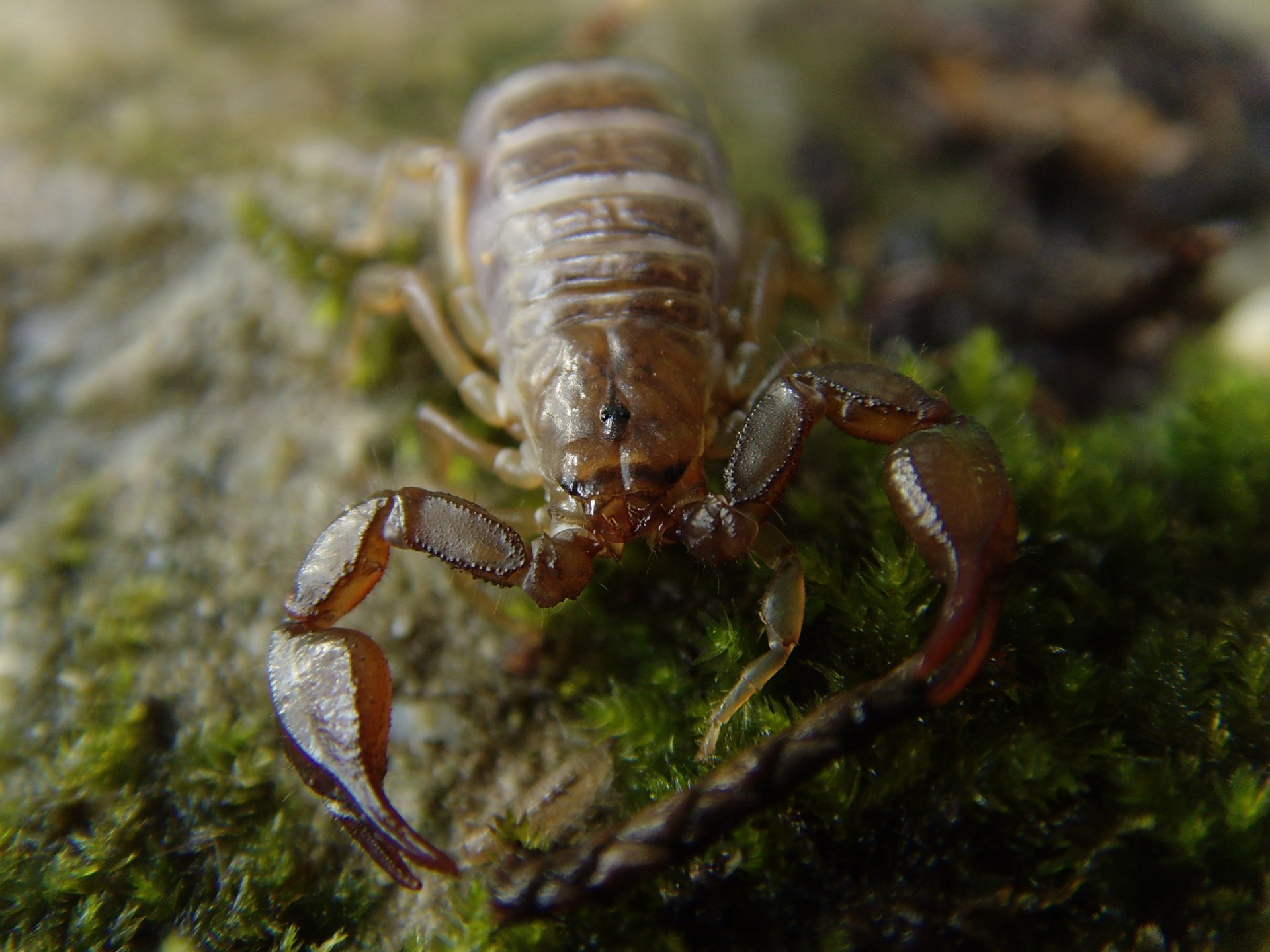 Download Animal Scorpion HD Wallpaper