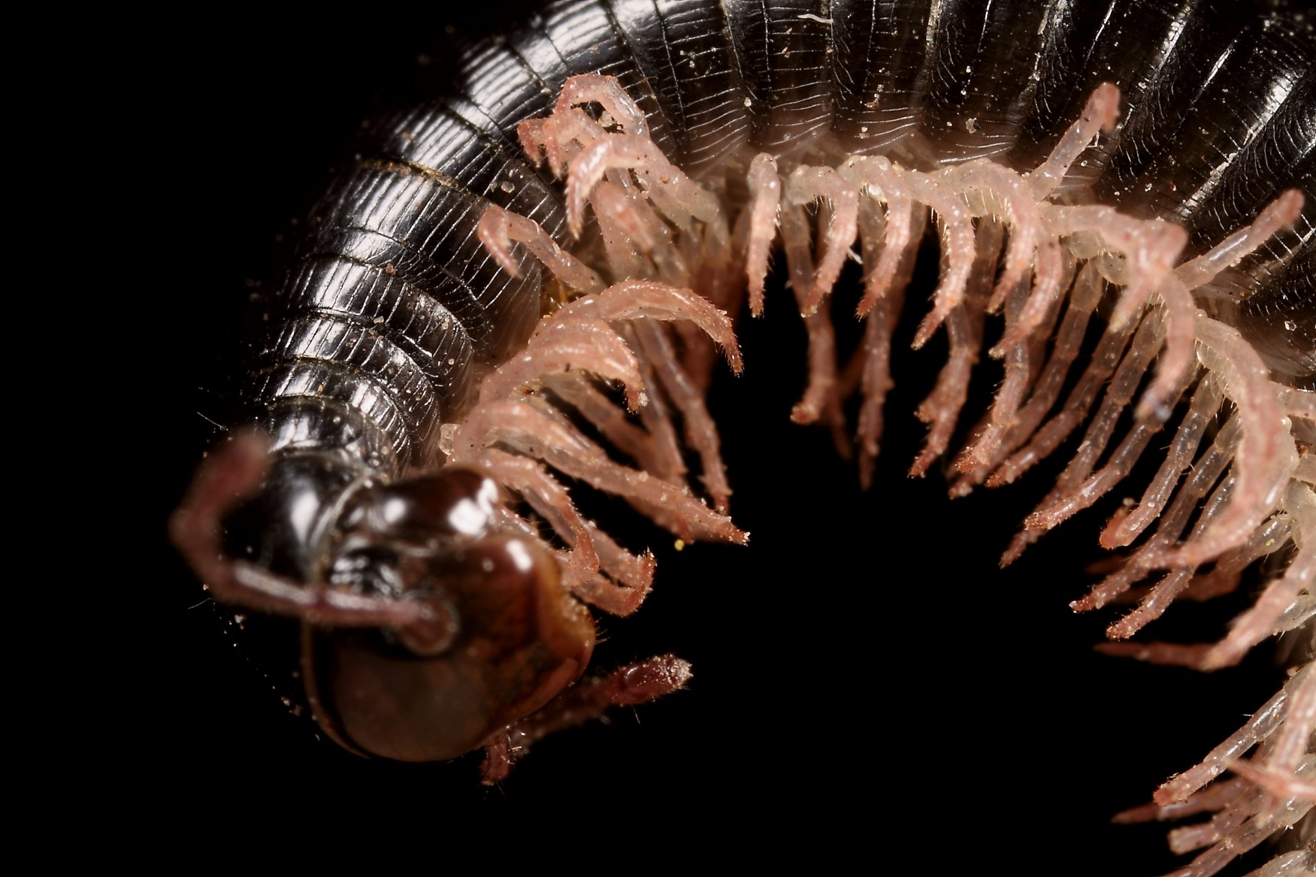 Download Animal Millipede HD Wallpaper