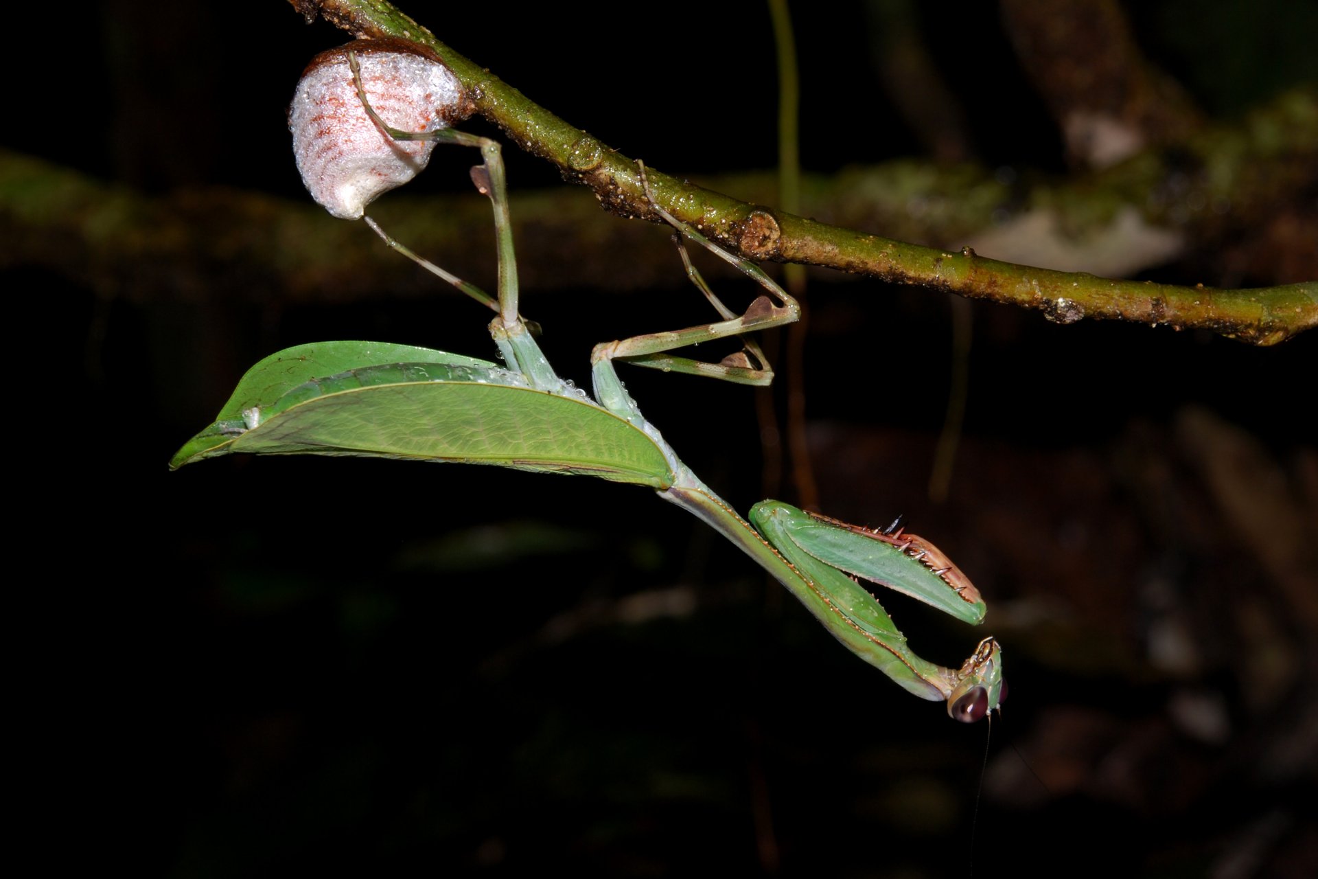Download Animal Praying Mantis HD Wallpaper