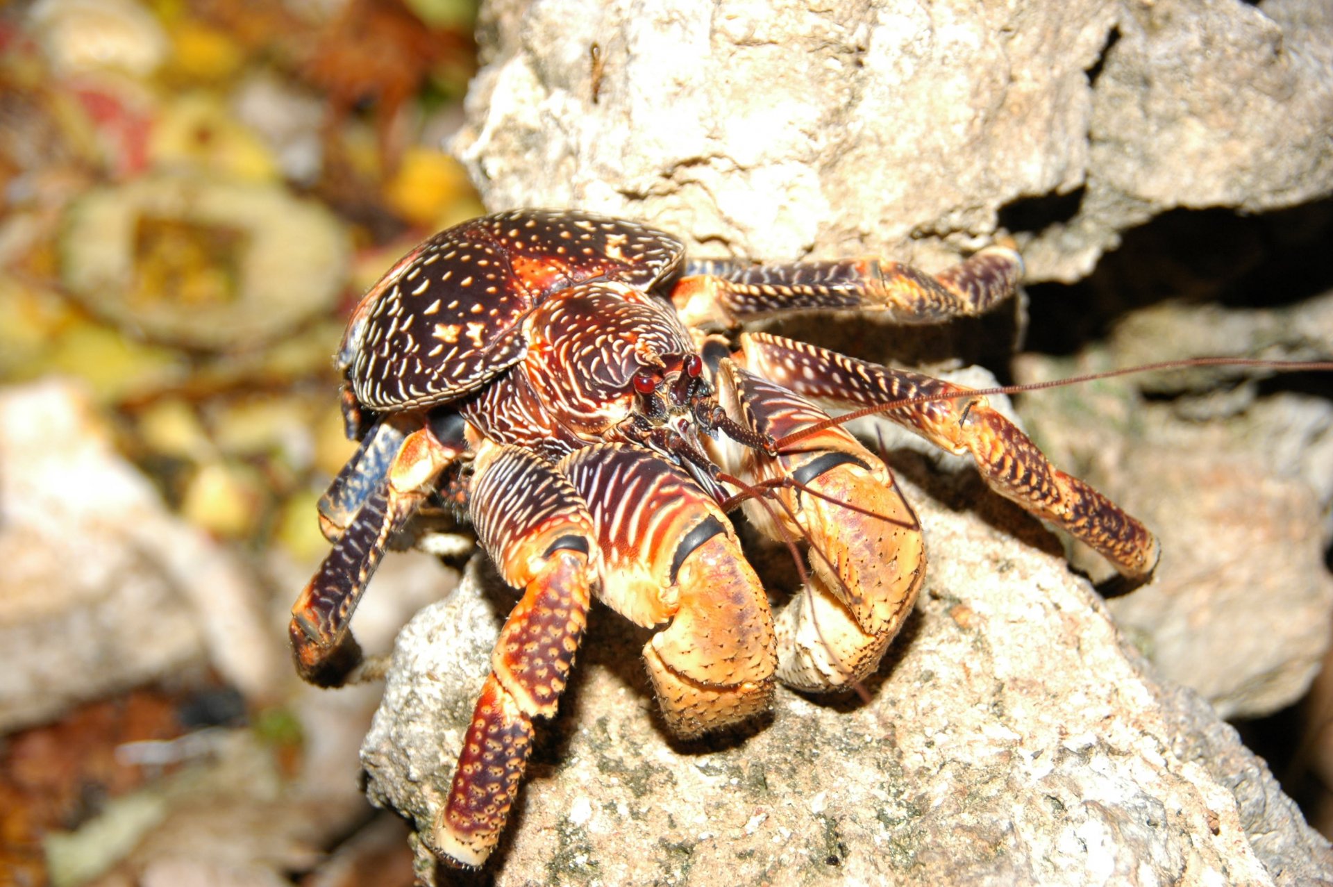 Image result for coconut crab hd"