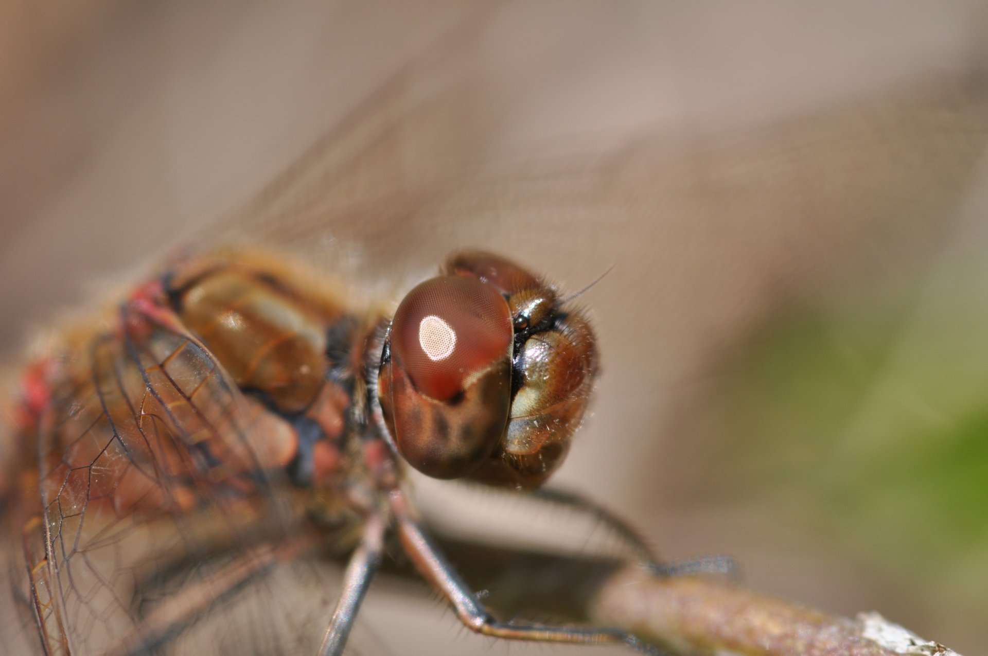 Download Animal Dragonfly 4k Ultra HD Wallpaper