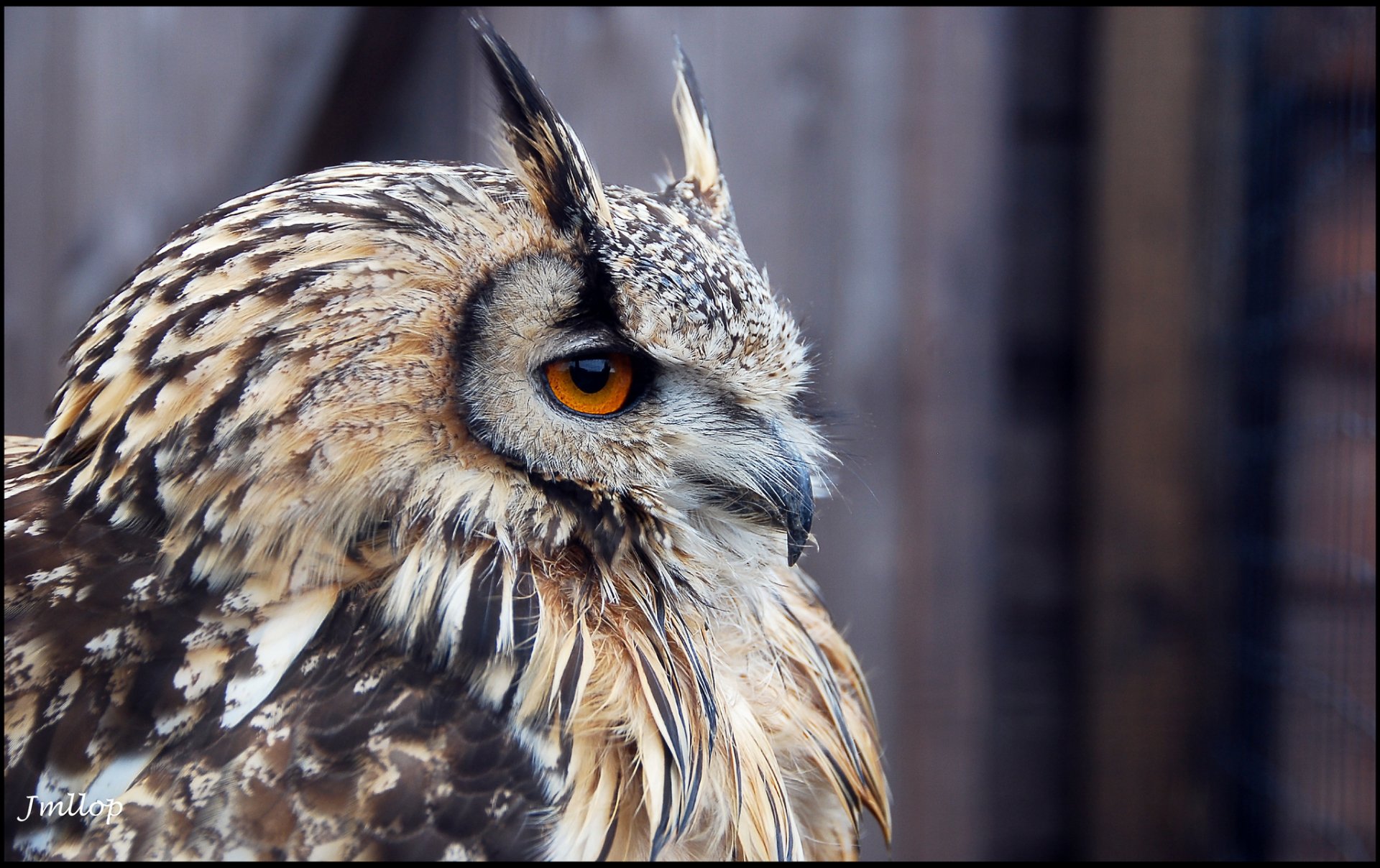 A close-up of an owl with striking orange eyes and intricate feather patterns, designed as a high-definition PC desktop wallpaper and background.