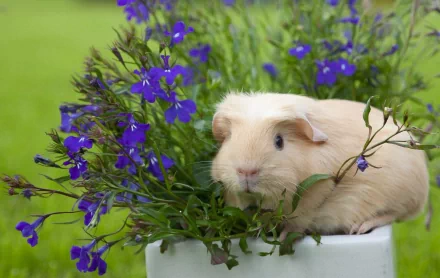 A charming guinea pig sits among vibrant purple flowers, set against a lush green background, creating a serene and delightful HD desktop wallpaper.