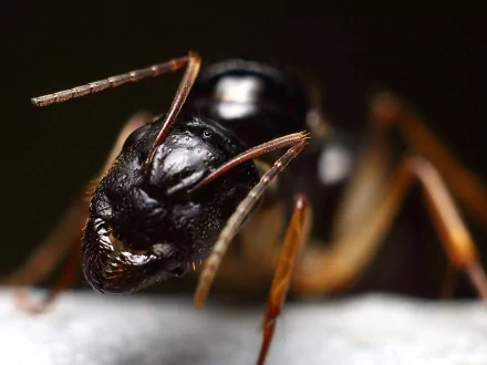 Animal ant HD Desktop Wallpaper | Background Image