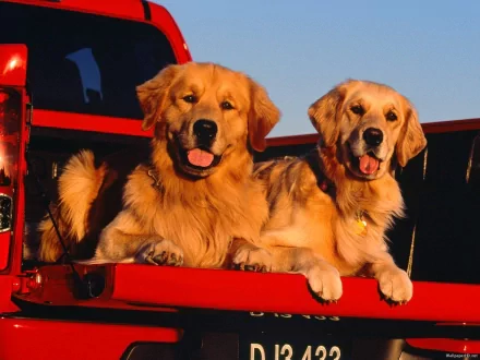 HD PC desktop wallpaper featuring two golden retriever dogs sitting side by side in the back of a red truck, with a clear blue sky in the background.