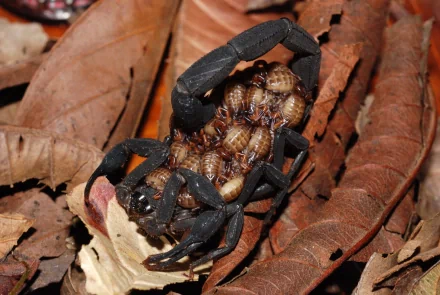 HD wallpaper of a scorpion with its young on its back, surrounded by dry leaves.