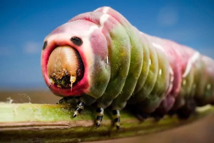 Animal caterpillar HD Desktop Wallpaper | Background Image