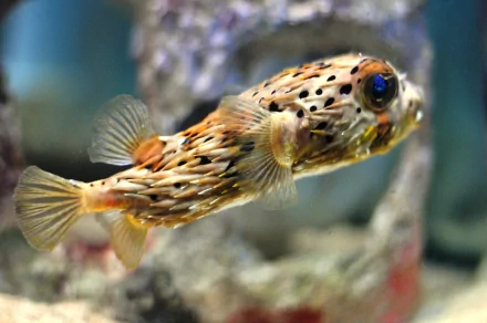 HD desktop wallpaper showing a close-up of a colorful pufferfish swimming underwater with a blurred aquatic background.
