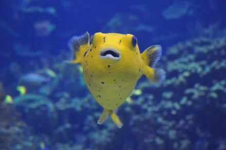 Animal pufferfish HD Desktop Wallpaper | Background Image