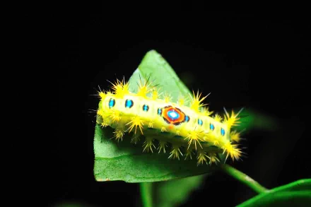 Animal caterpillar HD Desktop Wallpaper | Background Image