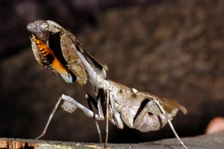 Animal praying mantis HD Desktop Wallpaper | Background Image