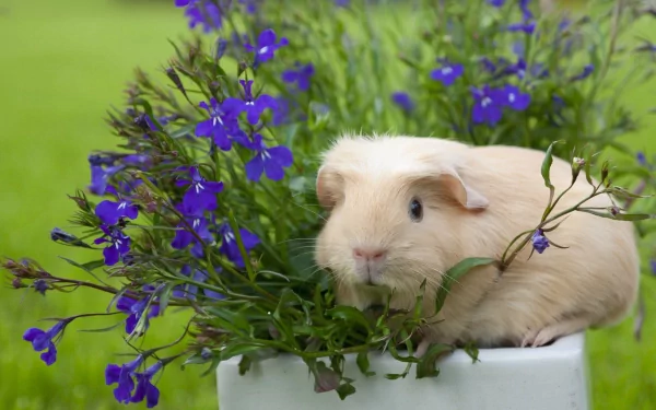 A charming guinea pig sits among vibrant purple flowers, set against a lush green background, creating a serene and delightful HD desktop wallpaper.