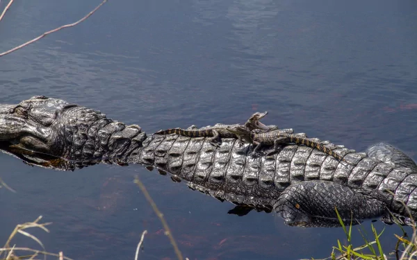 A crocodile basks on the surface of the water, showcasing its textured skin, while a smaller crocodile rests on its back. This image serves as an engaging HD desktop wallpaper.