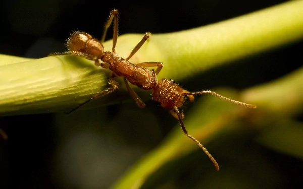 Animal ant HD Desktop Wallpaper | Background Image