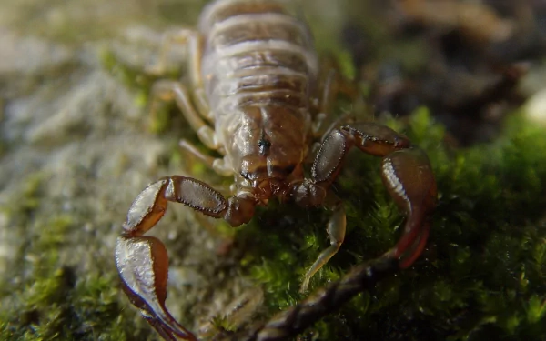 Animal scorpion HD Desktop Wallpaper | Background Image