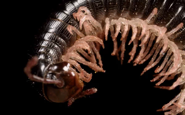 [10+] Millipede Wallpapers