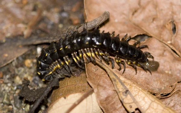 Animal centipede HD Desktop Wallpaper | Background Image