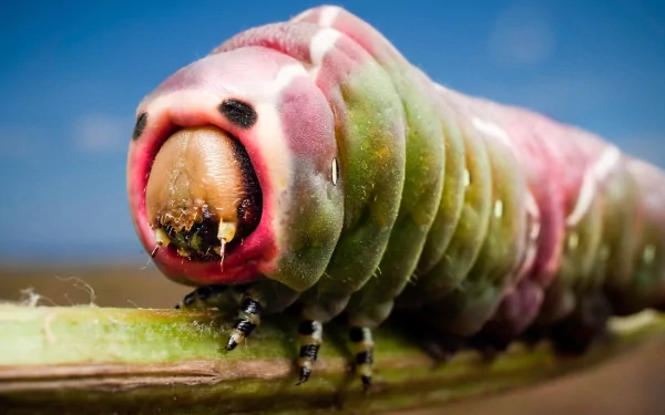 Animal caterpillar HD Desktop Wallpaper | Background Image