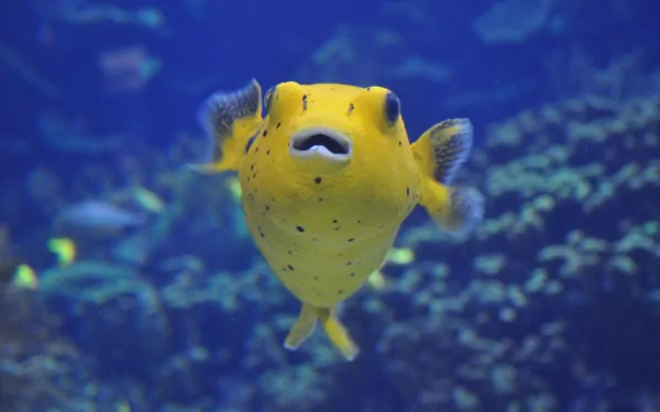 Animal pufferfish HD Desktop Wallpaper | Background Image