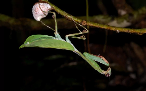Animal praying mantis HD Desktop Wallpaper | Background Image