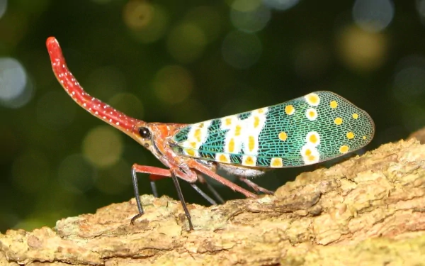 Animal lantern fly HD Desktop Wallpaper | Background Image