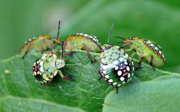 Animal insect HD Desktop Wallpaper | Background Image