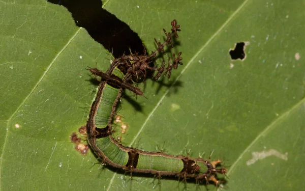 Animal caterpillar HD Desktop Wallpaper | Background Image