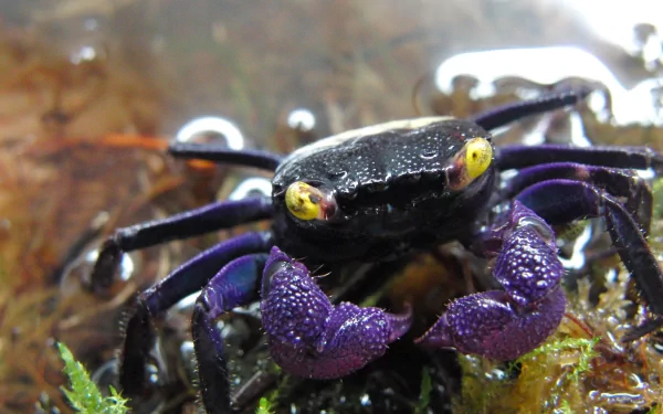 Animal crab HD Desktop Wallpaper | Background Image