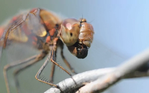 Animal dragonfly HD Desktop Wallpaper | Background Image