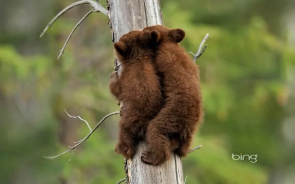 Two cute brown bear cubs climbing a tree, captured in stunning detail. This HD desktop wallpaper showcases their playful nature against a vibrant natural background.