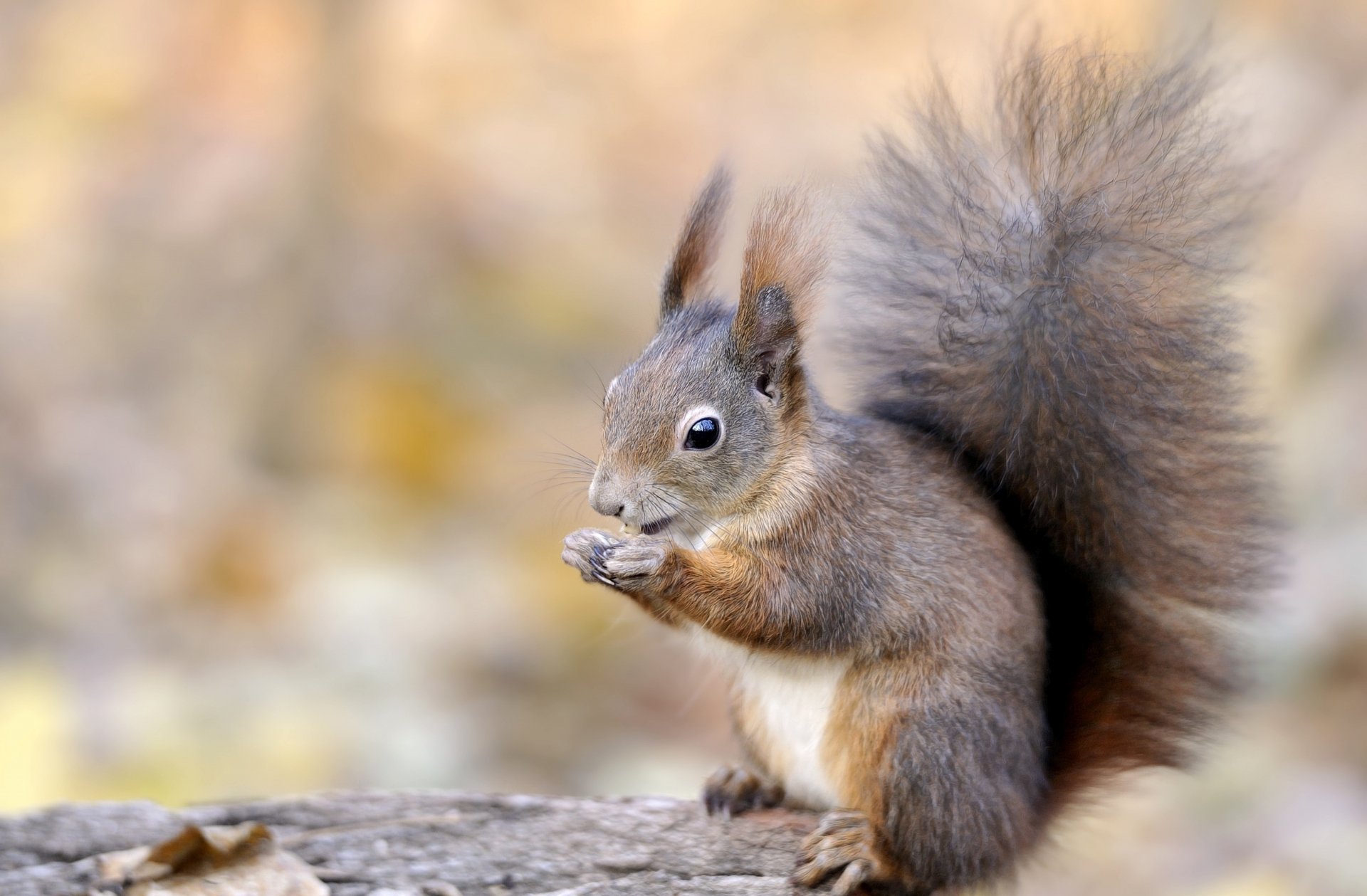 2K Quad HD PC desktop wallpaper of an animal — a fluffy squirrel nibbling a nut on a softly blurred autumn background.